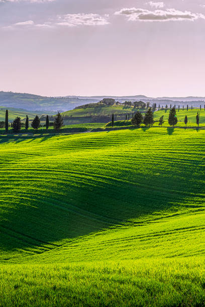 istock Green Tuscan hills 1332526176