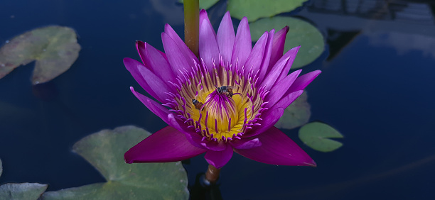 Although the weather was not clear today, the little bee was still searching for food on the lotus pollen.