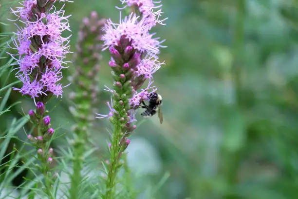 Photo of A bumblebee on a Dense Blazing Star