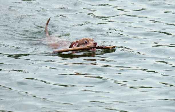 Chihuahua hua dog swims on the pond with a stick in his teeth. Selective focus, horizontal orientation.