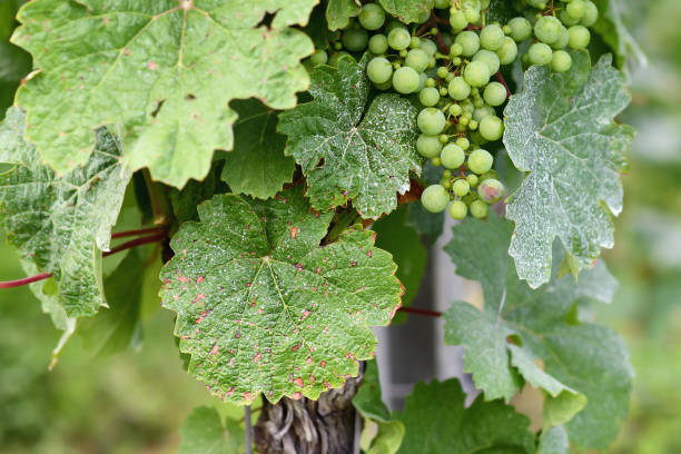 Sick vine grape leaves infected with mildew fungal disease Sick vine grape leaves infected with mildew fungal disease with white and brown spots mildew stock pictures, royalty-free photos & images