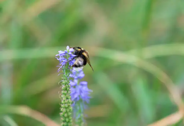 Photo of A bumblebee on a Dense Blazing Star (Liatris)