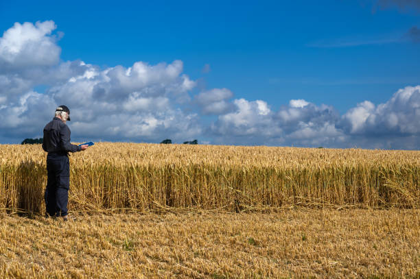 Senior man standing in a ripe cereal crop field on a summer day in Scotland with a digital tablet