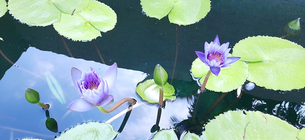 The water in the pond for planting lotuses is so clear that you can see the reflection of the sky on the water surface.