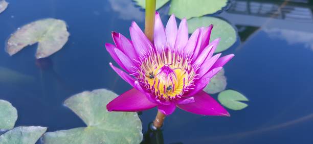 istock Lotus flowers blooming beautifully. 1332530033