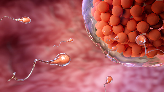 Sperm swim to egg for new life inside body.Microbiology conceptual in laboratory with 3d rendering.