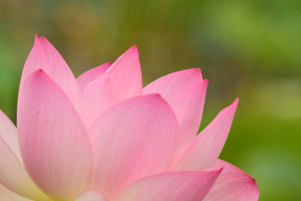 istock At Kenilworth Aquatic Gardens 1332531049