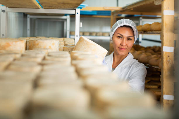 Skilled woman controlling maturing process of cheese wheels