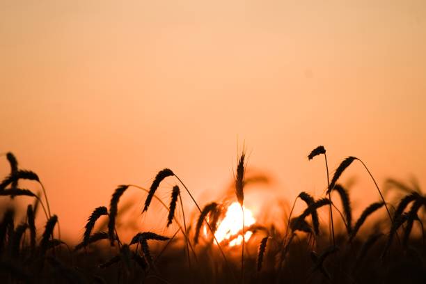 istock Wheat crop field at sunset 1332532969