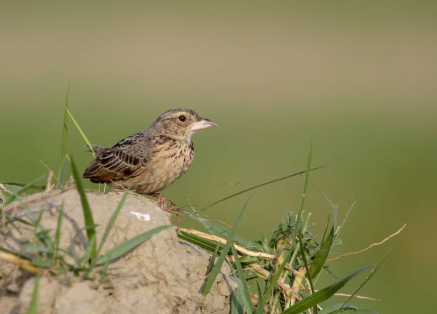 istock Bengal bush lark or Bengal lark 1332533105