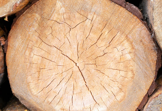 istock Round pine logs. Large wood texture with cracks 1332533353