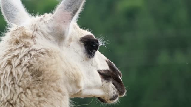 Alpaca Close Up Free Stock Video Footage Download Clips Animals