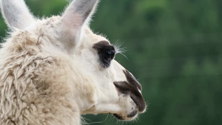 Alpaca Close Up Free Stock Video Footage Download Clips Animals Alpaca Close Up Free Stock Video Footage Download Clips Animals