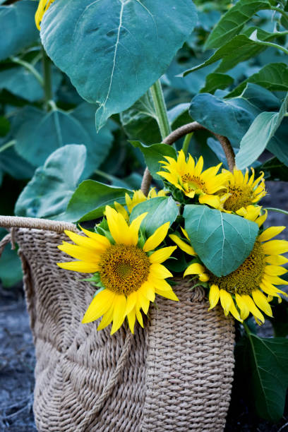 istock Basket bag with sunflowers inside 1332534118