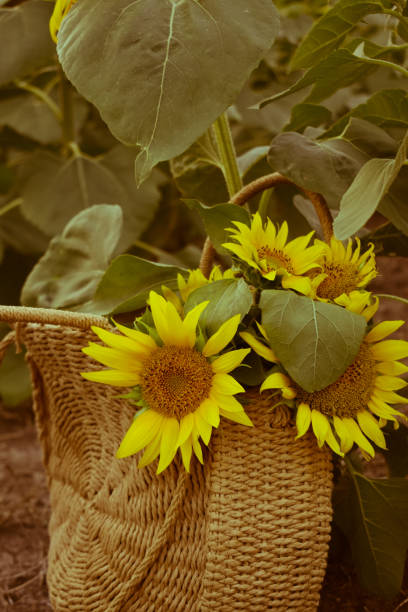 istock Basket bag with sunflowers inside 1332534160