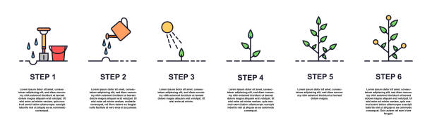 Steps In Planting Trees 580+ Tree Planting Steps Stock Photos, Pictures & Royalty-Free Images ...
