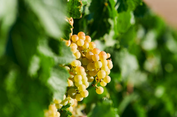 Close-up of white grapes on the vine stock photo