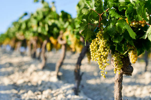 vineyards with white grapes on sunny day - palomino imagens e fotografias de stock