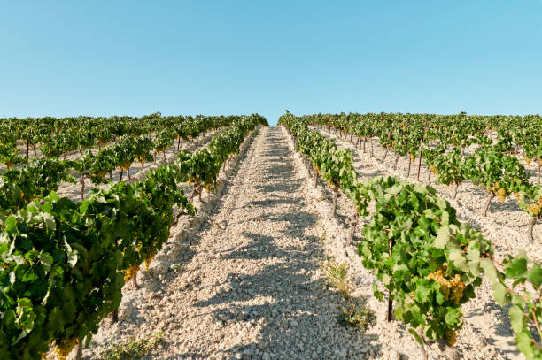 Vineyard landscape with white grape stock photo
