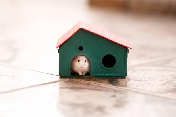 Russian dwarf hamsters