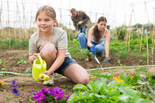 Positive little girl working with parents on backyard garden at warm day, watering flowers