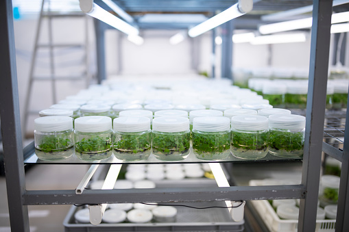 In vitro plants laboratory shelves with samples on them
