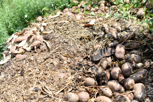istock A garbage pile with leftover food and vegetables 1332537993