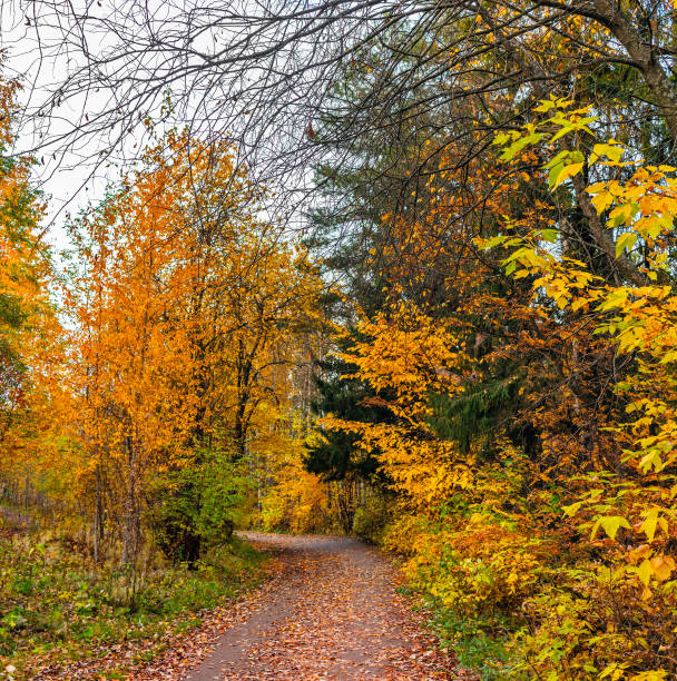 istock rural landscape with a path in the autumn forest 1332538095