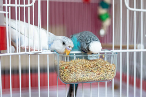 istock Two beautiful parakeets feeding in birdcage 1332540601
