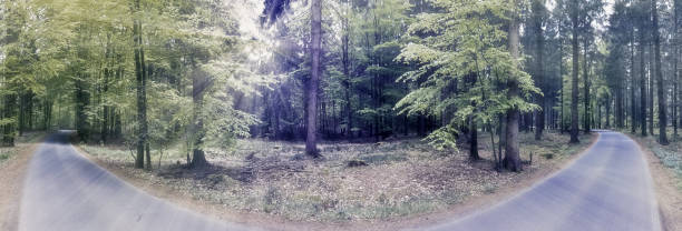 istock Mysterious fairy tale view into a magical dark blue forest with strong light beams 1332540651