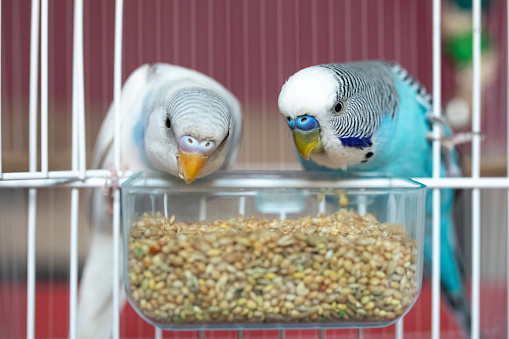 Two beautiful parakeets feeding in birdcage