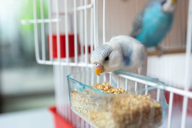 istock Beautiful parakeet feeding in birdcage 1332540737