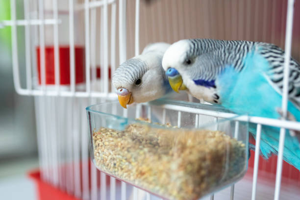 istock Two beautiful parakeets feeding in birdcage 1332540938