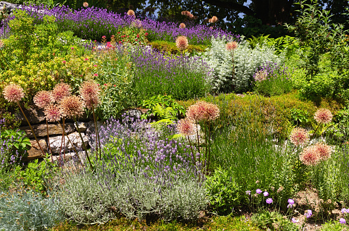 English garden with giant onion, salvia, lavender  among other beautiful plants.