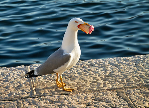 Horizontal closeup photo of a Seagull with bright red legs, feet and beak, standing on the rocky foreshore with breaking ocean waves in the background at Byron Bay, north coast NSW in Winter.