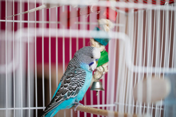 istock Beautiful parakeet standing in birdcage 1332541123