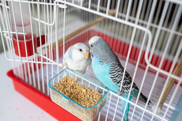istock Two beautiful parakeets standing in birdcage and kissing each other 1332541713