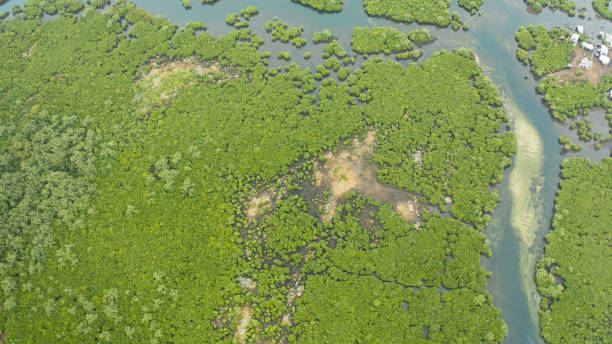 istock Aerial view of Mangrove forest and river 1332542046