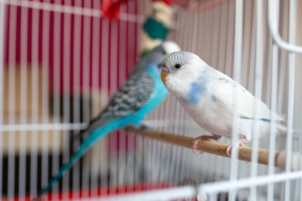 istock Two beautiful parakeets standing in birdcage 1332542102