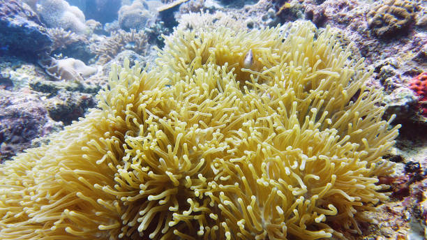 istock Sea anemone and clown fish 1332542387
