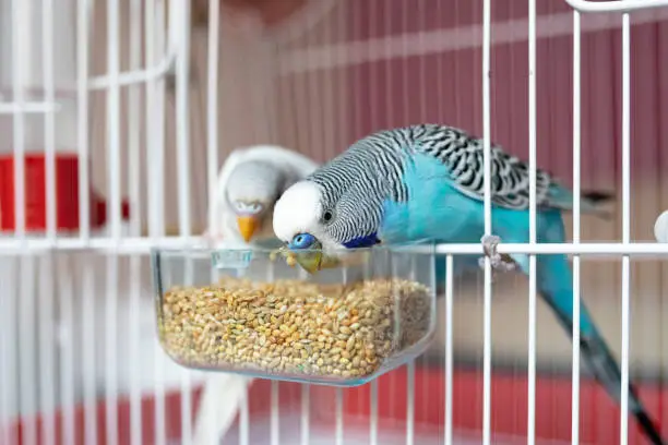 Two beautiful parakeets feeding in birdcage