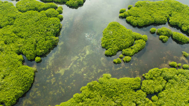 istock Aerial view of Mangrove forest and river 1332542818
