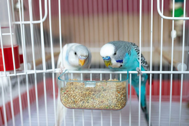 istock Two beautiful parakeets feeding in birdcage 1332543398