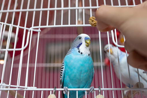 Parakeets eating from human hands