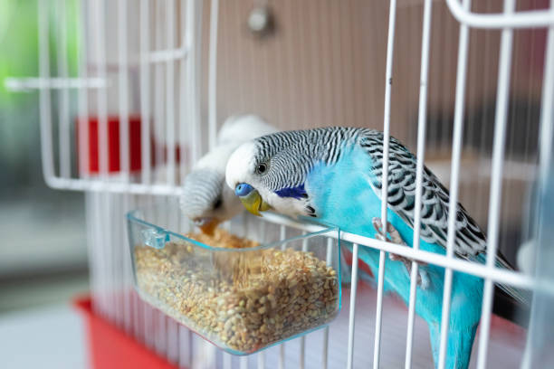 istock Two beautiful parakeets feeding in birdcage 1332543617