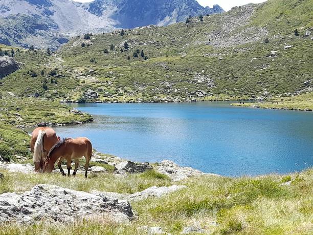 istock Two percheron horses near the Tristaina lake 1332543623