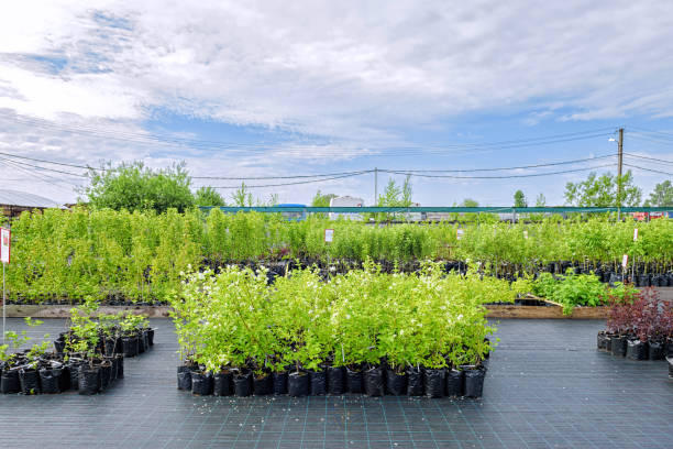 View in the rows of a tree nursery with numerous fruit trees and shrubs
