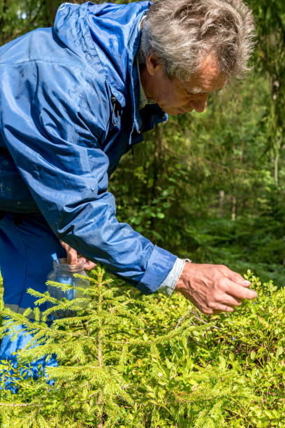 istock Man collects organic blueberries in the forest 1332543752