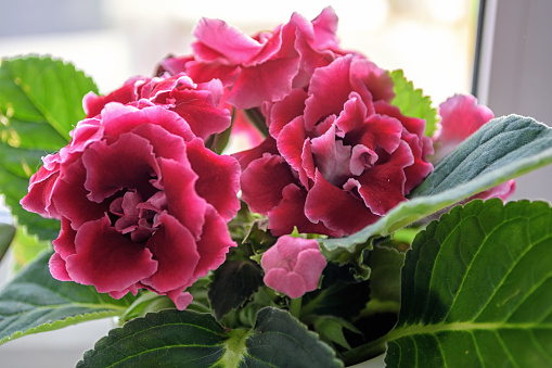 Beautiful pink gloxinia with wide green leaves on a white windowsill