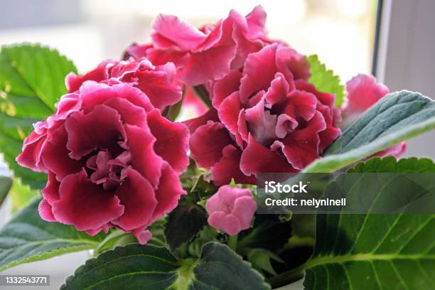 Beautiful Pink Gloxinia With Wide Green Leaves On A White Windowsill Stock  Photo - Download Image Now - iStock